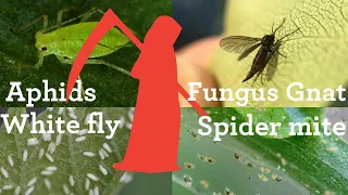 How to kill aphids, whitefly, spider mite, mealy bugs on your system
