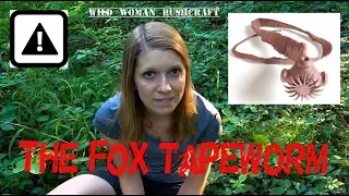 The Foxtapeworm - A dangerous parasit- Vanessa Blank - Wild Woman Bushcraft