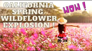 Wildflower "Super Bloom" Springs into California! Historic Flower Explosion! Best Flower Displays