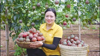 Harvesting Passion Fruit Garden , Guava Garden Go to the market to sell | Lucia Daily Life