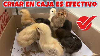 Has tu negocio criando 10 gallinas en cajas 📦