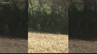 Caught on camera: Possible mountain lion sighting in Hecker, Illinois