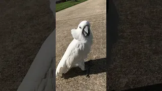 Heading up the driveway from getting the mail, cockatoo swaggers like John Wayne