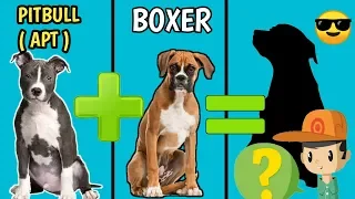 10 Incredible Mixed Cross Hybrid of Boxer | 2019 | Finest Dog cross breeds