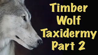 Hose down the Wolf. Timber Wolf full body mount...Art of Taxidermy.