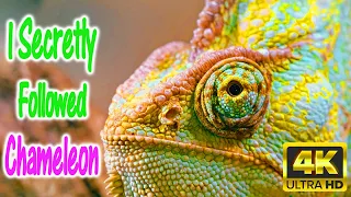 Chameleon l Chameleon 4k l Chameleon Changing Color l Chameleon Changing Color 4k l in 4k uhdr 2160p