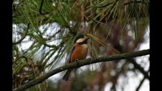 asmr suoni della natura:uccelli della foresta