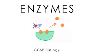 Enzymes - GCSE Biology (short version)