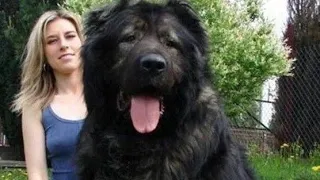 Caucasian Shepherd Dogs Everything You Need To Know - Is It the Right Dog for You?