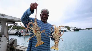 Bermudian Spiny Lobsters at Lost In The Triangle