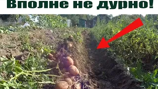 Уборка картофеля мотоблоком мтз Беларус с плугом!