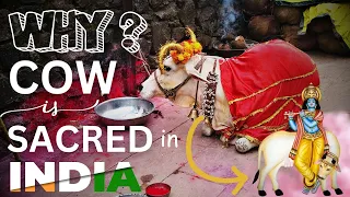 Why COWS are SACRED in INDIA? - English Documentary with India's Divine Love for Cows