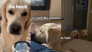 My Dog Is A Complete Wacko | Compilation
