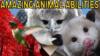 Amazing Animal Abilities - Superpowers in Nature