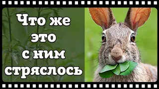 Вот это прикол! Реактивный заяц попал в кадр фотоловушки.