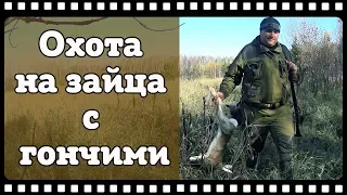 Охота на зайца с русскими гончими. Попутно добыл три рябчика с подхода. Рекомендуем к просмотру!