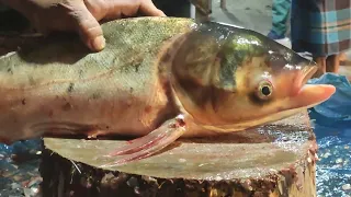 Big Head Carp Fish Cutting | Huge Silver Carp Fish Cutting In Fish Market 2024
