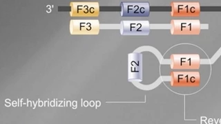 Loop Mediated Isothermal Amplification (LAMP) Tutorial