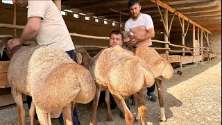 ELITA EDILBOY QO‘ZILARI KELDI 70 KG QO‘ZI XOLATIDA