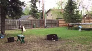 Moose triplets in Alaska 1/2