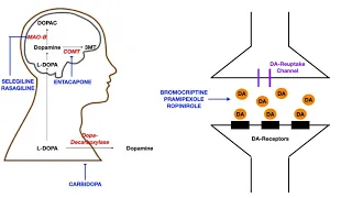 Parkinson's Pharmacology