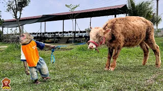 YoYo Jr takes BeBe goat to harvest corn for the cow