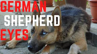 German Shepherd Eyes and German shepherd eye colors