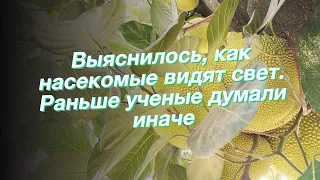 Выяснилось, как насекомые видят свет. Раньше ученые думали иначе