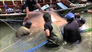 Giant Stingray Giving Birth | River Monsters