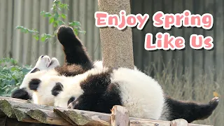 The Spring Entertainment Of Giant Pandas | iPanda