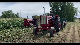 Byron sweet corn harvester for fresh market