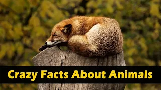 Crazy Facts About Animals 🐸🦘 | Amazing Facts | Random Facts | Mind Blowing Facts in Hindi #Shorts