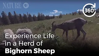 360 Video: Experience Life in a Herd of Bighorn Sheep