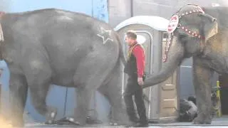 Ringling Brothers Circus- Elephants walk to another show: Sad Life