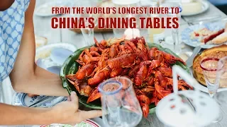 Live: Nile crayfish - From the world's longest river to China's dining tables尼罗河小龙虾到中国