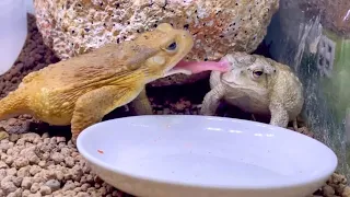 【カエル】まるでコントのようなエサの取り合いToads fighting for food as if it were a comedy