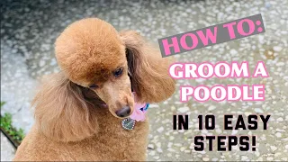 HOW TO GROOM A POODLE IN A LAMB CLIP IN 10 SIMPLE STEPS 🐶😍✂️