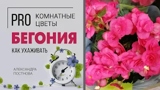 Бегония цветущая - сложное или простое растение в уходе? Соблюдаем правила и оно цветет долго.