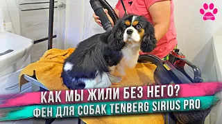 Сушить собак легко и быстро, когда есть фен-компрессор для сушки собак Tenberg Sirius Pro