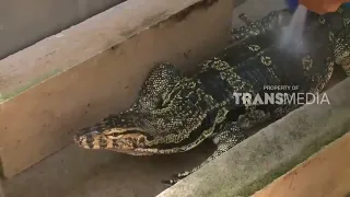 Belajar Cara Beternak Biawak Bareng Otan | SI OTAN