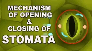 Mechanism of opening & closing of stomata | 11th Std | Biology | Science | CBSE Board | Home Revise