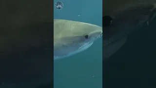 5 especies de tiburón mas grandes del Océano