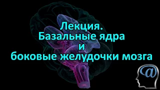 Базальные ядра и желудочки мозга. Лекция. Анатомия мозга.