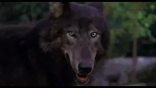 Benji the Hunted (1987) - Benji and Wolf chase scene - Falling dummy