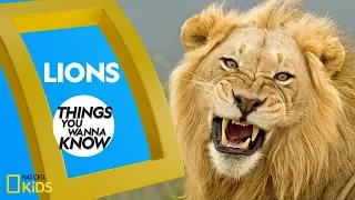 Cool Facts About Lions | Things You Wanna Know