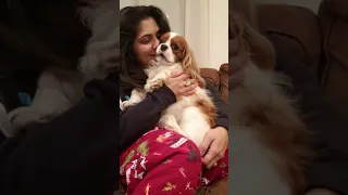 Cavalier King Charles Spaniel singing I Love You