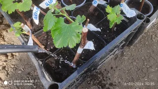 Когда высаживать черенки в стаканы их полив, как поливать молодые саженцы винограда