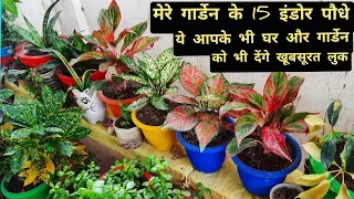 मेरे गार्डेन के ये 15 indoor plants/ indoor plants for beginners / indoor plants for home decoration