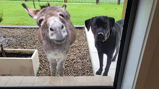 When your dog brings home a friend 🙈🤣Funny Dog Video