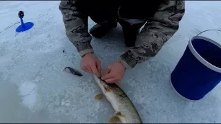 Первый лёд. Рыбалка на жерлицы на реке Угра.